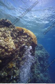 Photo Reference of Coral Sudan Undersea 0042